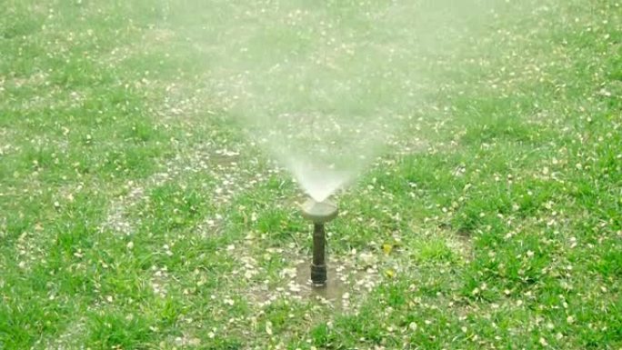 院子里的草洒水器铺水。草坪上有狗斑的水斯普林格