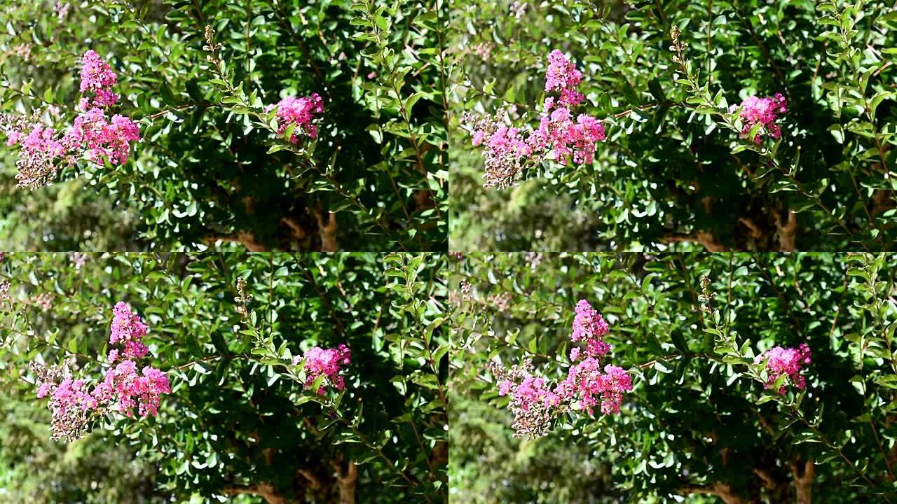 粉红色的花。从右向左滑动。特写。