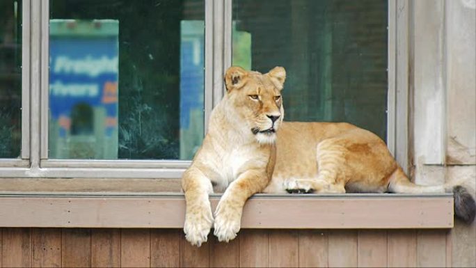 成年狮子坐在一栋老建筑的窗台上