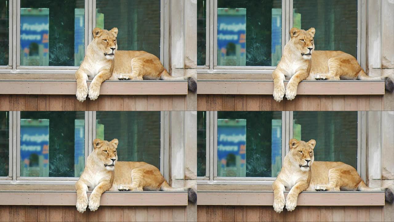 成年狮子坐在一栋老建筑的窗台上