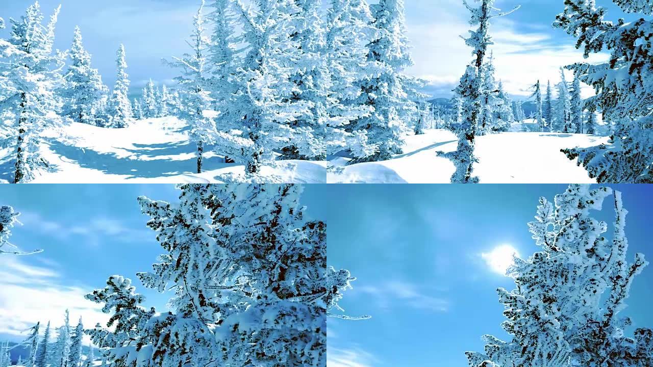 山区的冬季树木被慢动作的新鲜积雪覆盖。1920x1080
