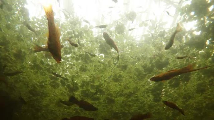 大量鱼在水生植物的绿色地毯背景上旋转水下拍摄