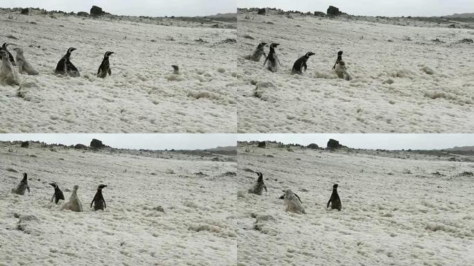 福克兰群岛: 企鹅在泡沫中行走