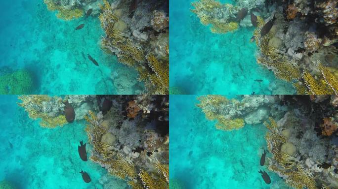 一群鱼在礁石附近游动寻找食物