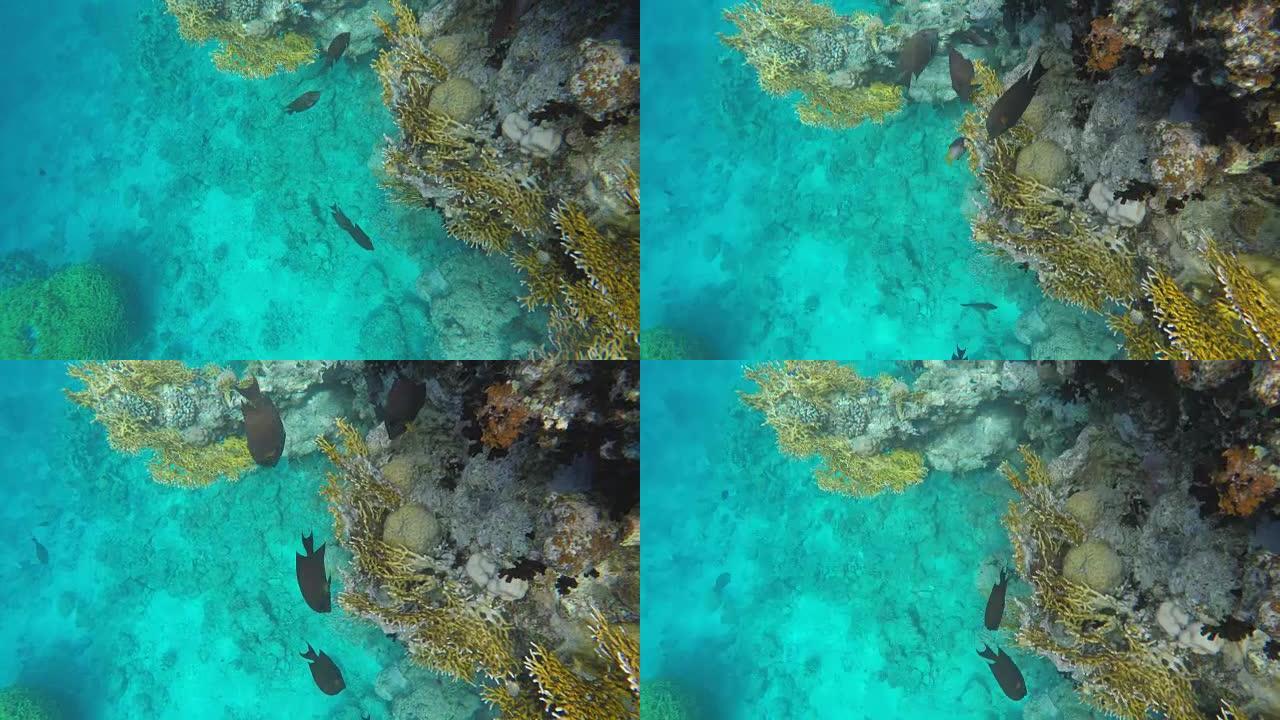 一群鱼在礁石附近游动寻找食物