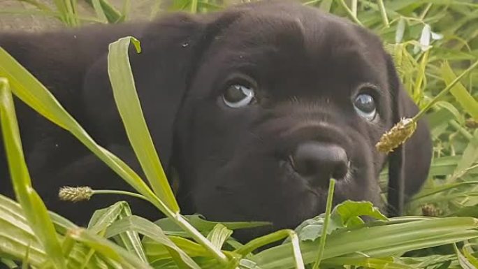 可爱的小狗甘蔗corso意大利品种肖像在草地上。
