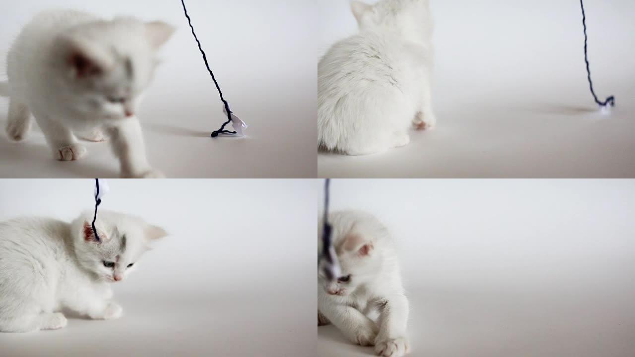 白色蓬松小猫玩得很开心