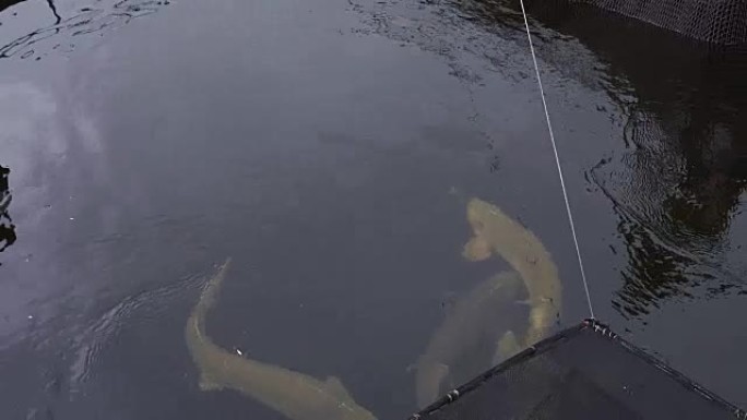 大鲟鱼漂浮在鱼场的水中