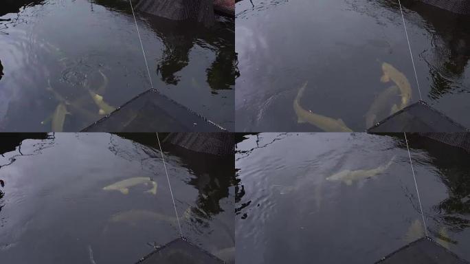 大鲟鱼漂浮在鱼场的水中
