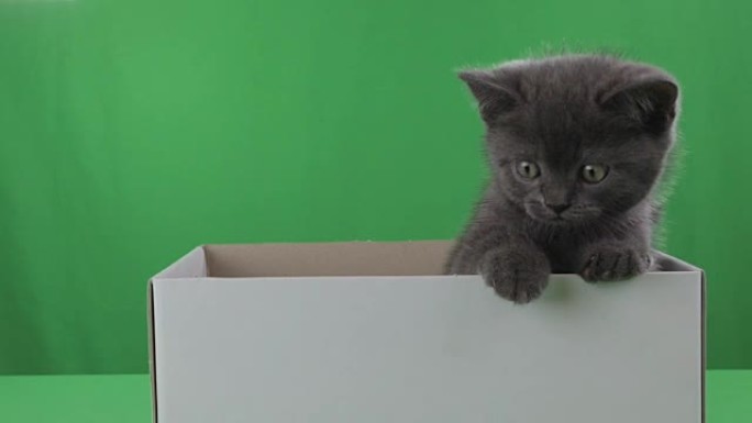 美丽的小猫苏格兰折叠在绿色屏幕上的盒子里