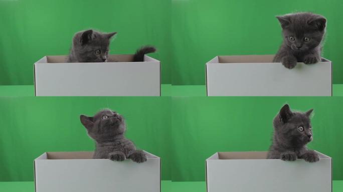 美丽的小猫苏格兰折叠在绿色屏幕上的盒子里