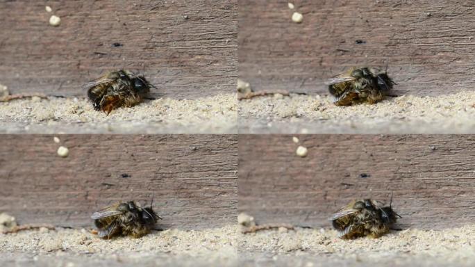 情侣野生蜜蜂双鸟在昆虫酒店交配。