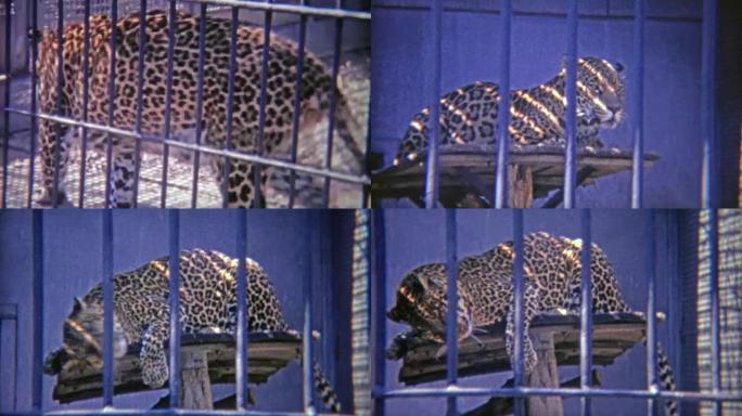 1973: 猎豹在小栖息地踱步。