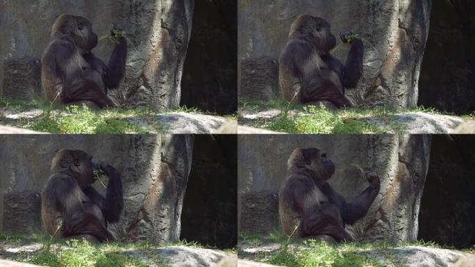 大猩猩坐在阴凉处，咀嚼棍子