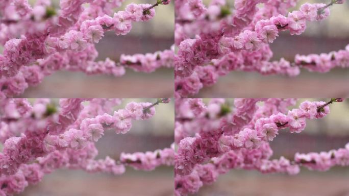 风雨拍打的花朵