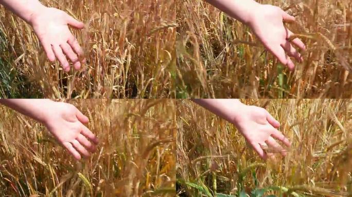 女人的手在小麦中奔跑