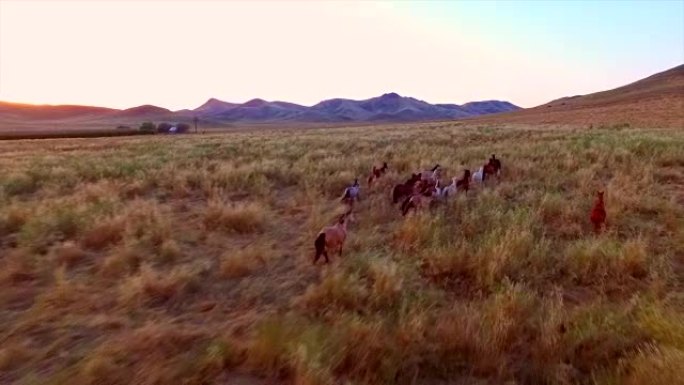 骑马农场与高山太阳野生动物鸟瞰图广角