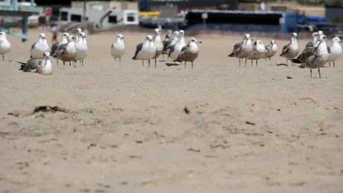 一群坐立在沙滩上的海鸥