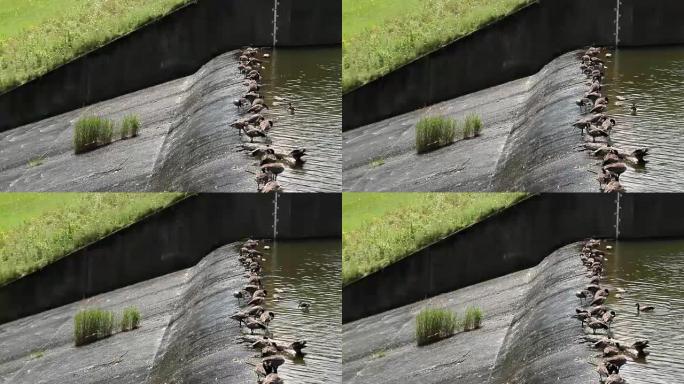 一群加拿大鹅在河上的水坝边缘徘徊