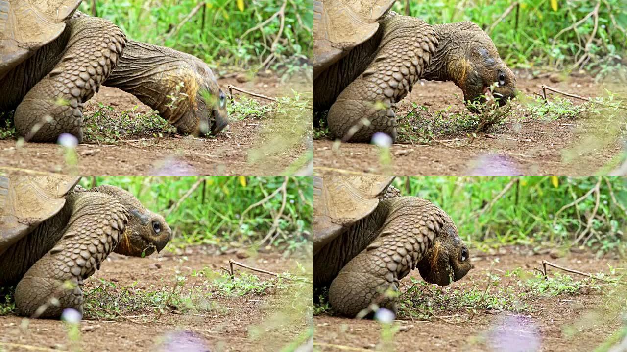 巨型陆龟吃草特写