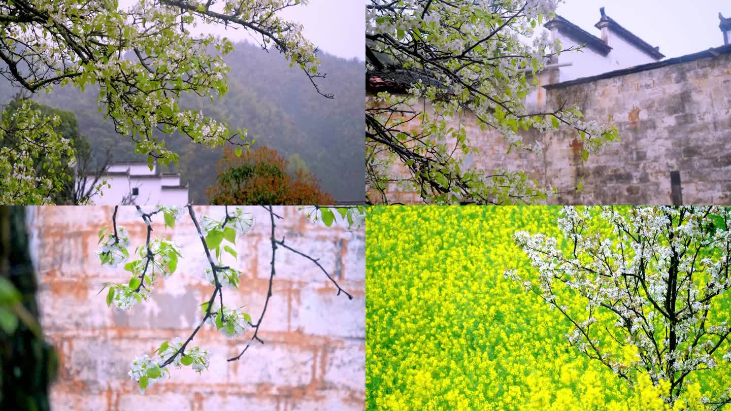 乡村实拍景色 梨花 油菜花和徽派建筑