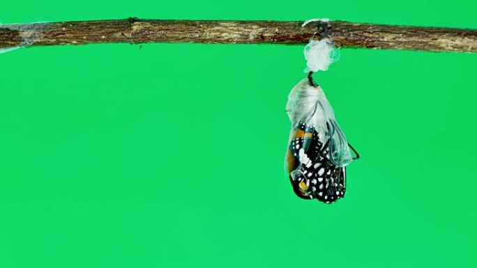 绿色茧中出现的帝王蝶的4k镜头