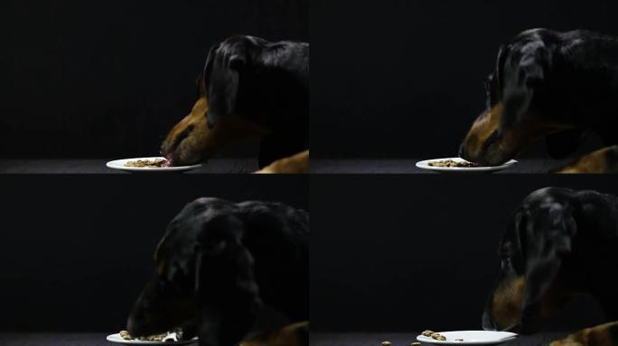狗在桌子上的盘子里吃饭: 偷食物