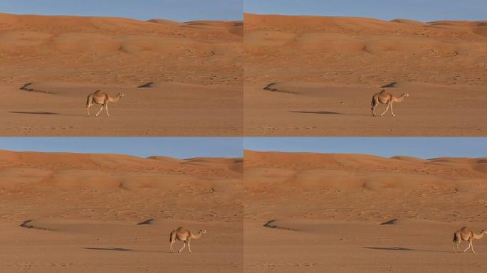 阿曼: 骆驼在沙丘之间的沙漠中奔跑