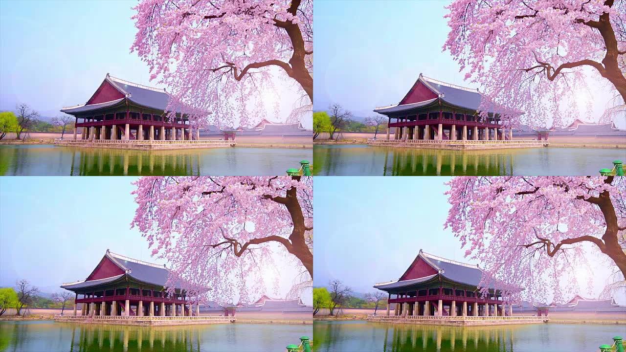 韩国首尔景福宫春天的樱花。
