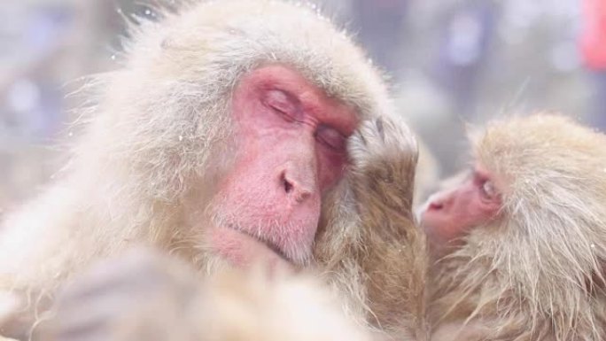 雪猴日本猕猴在日本长野温泉中沐浴