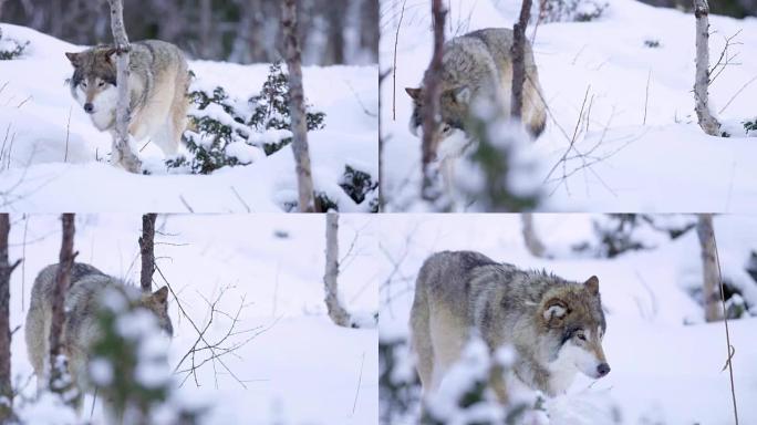 孤独的狼在寒冷的冬季森林中行走