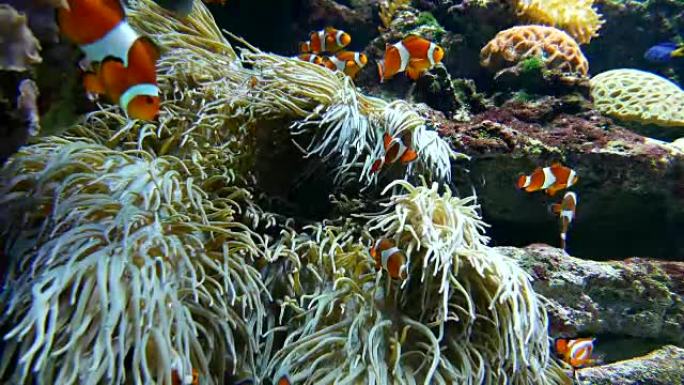 温哥华水族馆内海葵中的小丑鱼