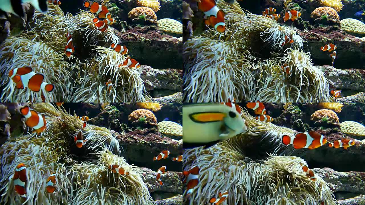 温哥华水族馆内海葵中的小丑鱼