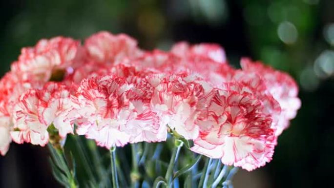 特写镜头，花束在光线中，旋转，花卉成分由淡淡的粉红色土耳其康乃馨组成，背景中有很多绿色植物
