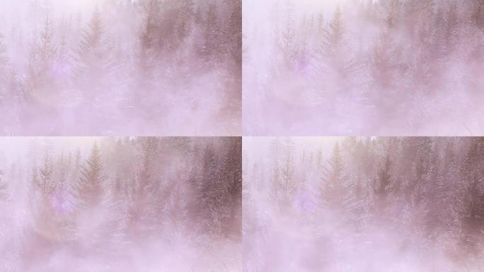浓雾在山林中爬过松树
