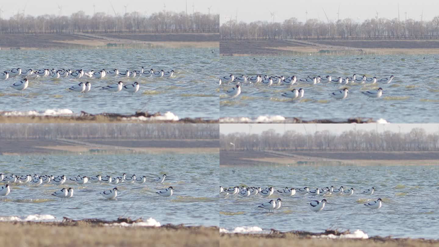湿地 鸟群飞翔 鸟的栖息地  天鹅湖