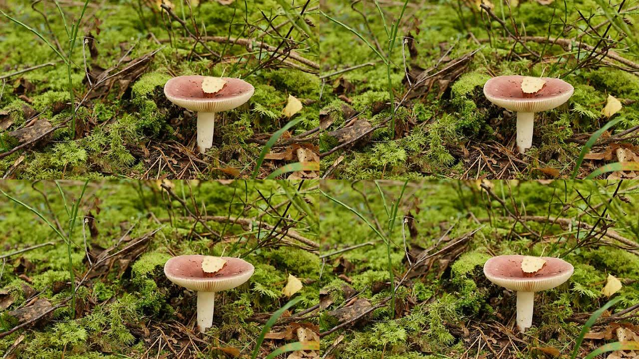 红蘑菇催吐红菇