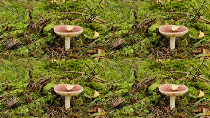 红蘑菇催吐红菇
