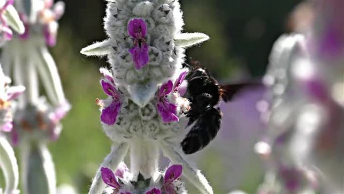 大型紫罗兰色木匠蜂，慢动作-紫罗兰色紫罗兰色-黑黄蜂，黑大黄蜂