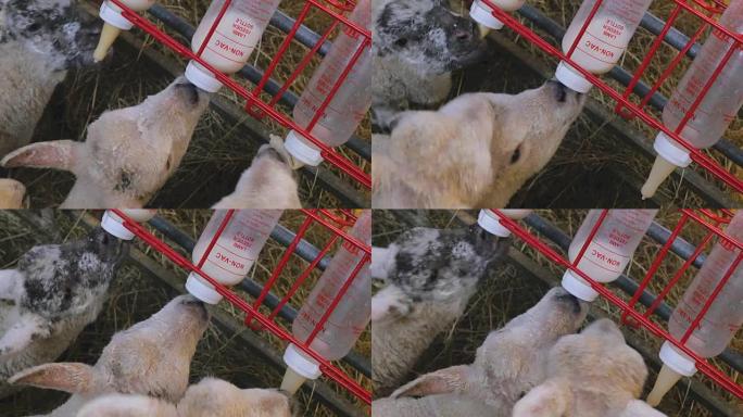小羊羔在农场谷仓里喝瓶装牛奶