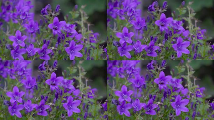 爱尔兰花园里的紫色铃铛花