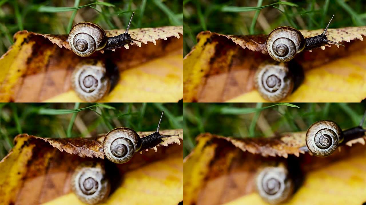 黄叶上两只小蜗牛的微距镜头