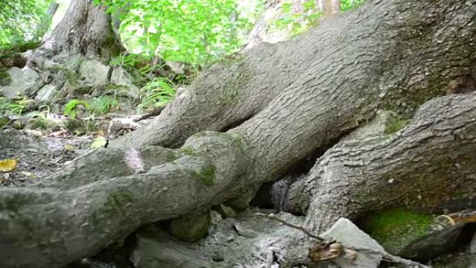 树根，木头。
