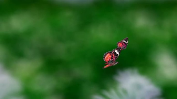 红色的两只蝴蝶