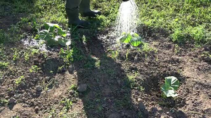 园丁在花园里给年轻的南瓜豆芽浇水