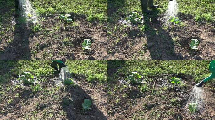 园丁在花园里给年轻的南瓜豆芽浇水
