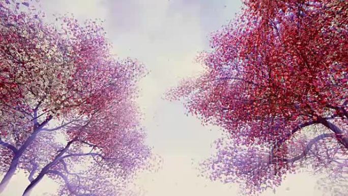 阳光下绽放的樱桃树