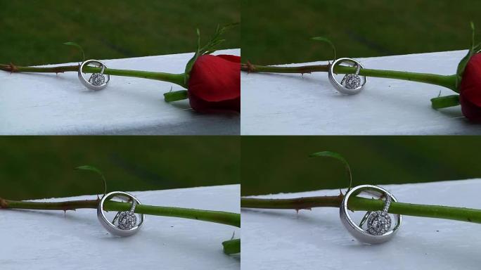 美丽的特写玫瑰与水环