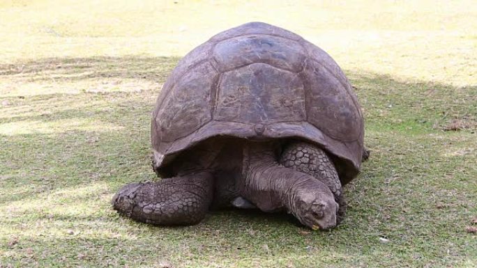 巨型乌龟