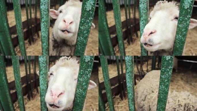 县集市上的笼子里的羊